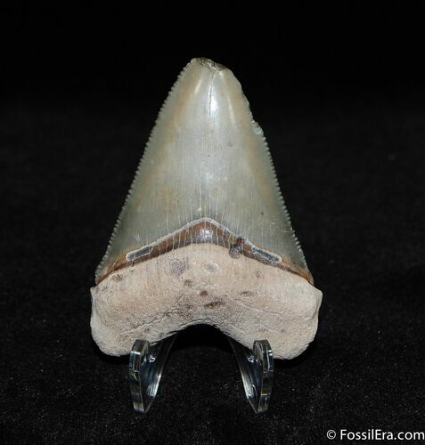 Beautiful In Bone Valley Megalodon Tooth #542